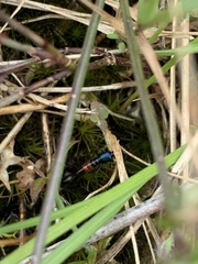 Paederus cruenticollis