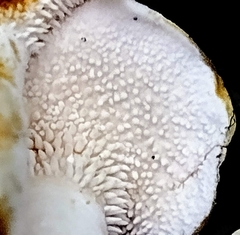 Hydnum rufescens