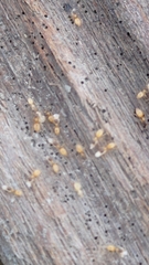 Tapinoma melanocephalum