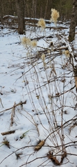 Anemone virginiana