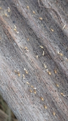 Tapinoma melanocephalum