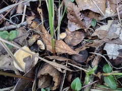 Hydnum rufescens