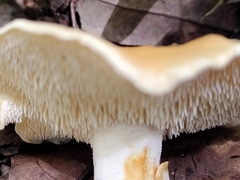 Hydnum rufescens