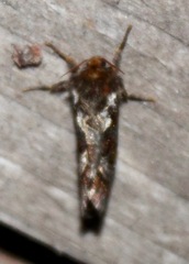 Korscheltellus gracilis