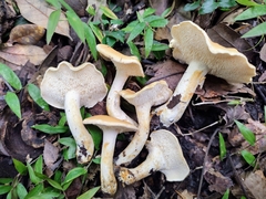 Hydnum rufescens