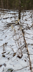 Anemone virginiana