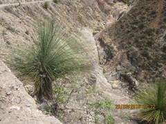 Dasylirion longissimum