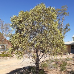 Santalum acuminatum