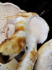 Hydnum rufescens