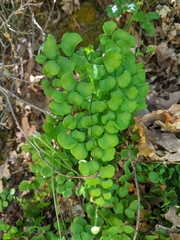 Adiantum jordanii