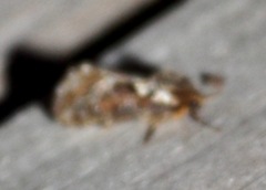 Korscheltellus gracilis