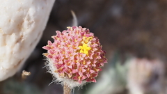 Trichoptilium incisum