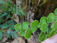 Adiantum jordanii