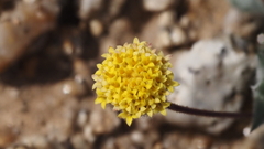 Trichoptilium incisum