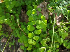 Adiantum jordanii