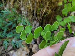 Adiantum jordanii
