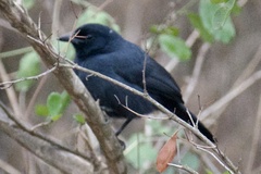 Laniarius funebris