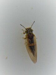 Blastopsylla occidentalis