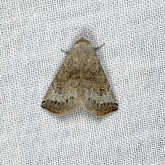 Mataeomera mesotaenia