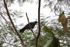 Cyanocorax violaceus