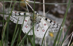 Parnassius smintheus