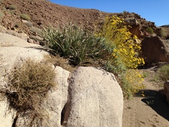 Euphorbia jaegeri