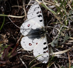 Parnassius smintheus