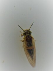 Blastopsylla occidentalis