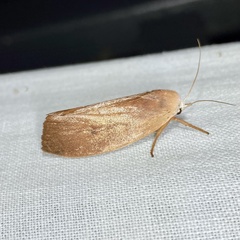 Cryptophasa rubescens