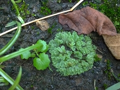Riccia glauca