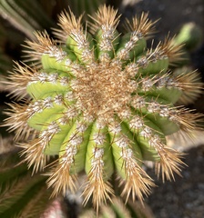 Trichocereus spachianus