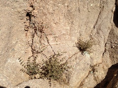 Euphorbia jaegeri