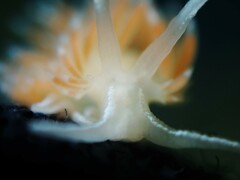 Flabellina