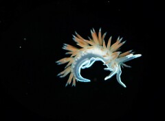 Flabellina