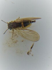 Blastopsylla occidentalis