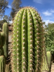 Trichocereus spachianus