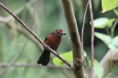 Ramphocelus carbo