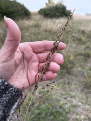 Sorghinae