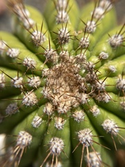 Trichocereus spachianus