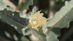 Mentzelia involucrata