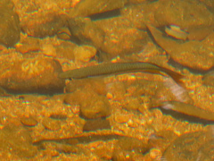 Melanotaenia splendida splendida