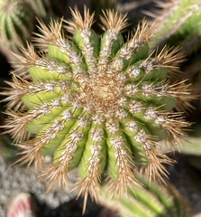 Trichocereus spachianus