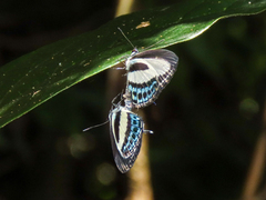Nacaduba cyanea