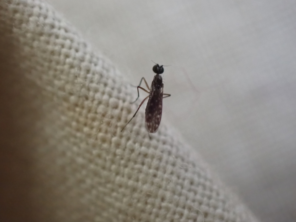 Dolichocephala argus