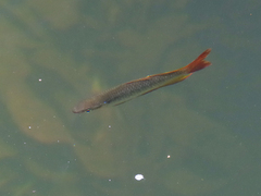 Melanotaenia splendida splendida