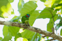 Cyclopsitta diophthalma