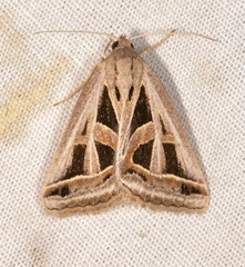 Callistege diagonalis