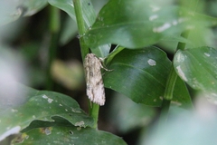 Spodoptera albula