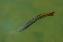 Melanotaenia splendida splendida