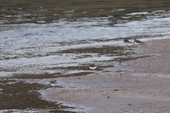 Charadrius vociferus